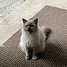 Lizzy is registered to the contest to win money with this photo: alert, animal, cat, concrete, cute, doormat, ears, feline, fluffy, fur, gray, meowing, mouth_open, outdoor, pet, sitting, tail, texture, whiskers, white