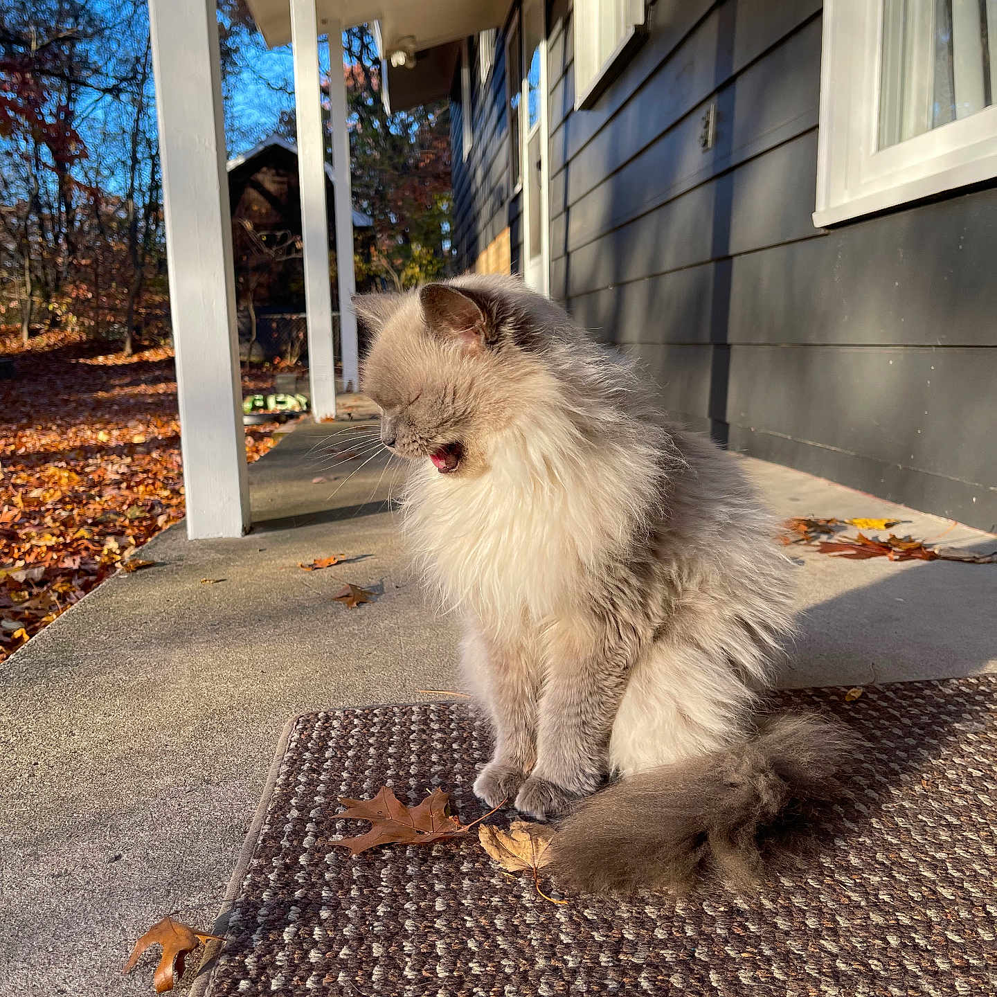 Lizzy is registered to the contest to win money with this photo: animal, autumn, cat, concrete, daylight, feline, fluffy, fur, house, leaves, mat, nature, outdoor, pet, porch, shadow, side_view, sitting, sunlight, yawning
