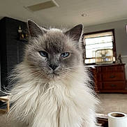 Lizzy is registered to the contest to win money with this photo: animal, blinds, blue_eyes, carpet, cat, close_up, domestic_cat, face, fluffy, fur, furniture, home, indoor, living_room, paper_towel, pet, portrait, whiskers, window, wooden_dresser