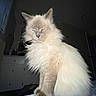 Lizzy is registered to the contest to win money with this photo: animal, cabinet, cat, domestic, expression, feline, fluffy, fur, grumpy, household, indoor, light, long_hair, paw, pet, portrait, shadow, sitting, whiskers, window
