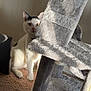 cat, cat_tree, carpet, indoor, white_cat, black_markings, peeking, curious, pet, feline, animal, soft_light, shadow, home_interior, floor, scratching_post, toy, playful, domestic, resting
