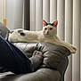 cat, leather_couch, white_cat, black_markings, relaxing, indoor, person, gray_socks, jeans, stretching, vertical_blinds, lamp, soft_lighting, home, furniture, living_room, cozy, resting, animal, domestic