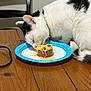 cat, black_and_white, paper_plate, food, cheese, table, wooden_table, chair, indoor, pet, animal, collar, tail, eating, sniffing, domestic_cat, feline, close_up, white_wall, household