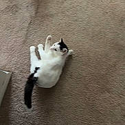 Mino joined the competition — help win amazing prizes! cat, white_cat, black_spots, carpet, floor, pet, animal, indoor, lying_down, looking_back, relaxed, feline, whiskers, tail, paws, home, casual, candid, feet, soft_texture