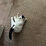 cat, white_cat, black_spots, carpet, floor, pet, animal, indoor, lying_down, looking_back, relaxed, feline, whiskers, tail, paws, home, casual, candid, feet, soft_texture