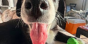 Brock joined the competition — help win amazing prizes! dog, tongue, nose, close_up, pet, indoor, living_room, toy, black_and_white, fur, happy, playful, canine, whiskers, sunlight, couch, furniture, household, domestic_animal, relaxed