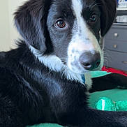 Brock joined the competition — help win amazing prizes! puppy, dog, black_and_white, pet, animal, cute, indoor, blanket, toy, paw, fur, bedroom, furniture, collar, closeup, portrait, laying_down, young, curious, domestic_animal