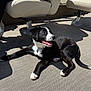 puppy, dog, black_and_white, lying_down, happy, tongue_out, collar, blue_tag, carpet, indoor, seat, boat_seat, sunlight, shadow, pet, canine, cute, fur, playful, relaxed