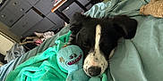 Brock is registered to the contest to win money with this photo: bed, black_and_white, blanket, canine, comfort, cozy, dog, fan, furniture, home, indoor, napping, pet, plush_toy, relaxed, resting, sleeping, soft_texture, stuffed_animal, toy