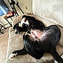 Brock is registered to the contest to win money with this photo: dog, black_and_white, couch, living_room, carpet, blanket, vacuum_cleaner, chair, board_game, yahtzee, pet, relaxed, lying_down, paw, belly, fur, indoor, cozy, home, playful