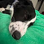 Brock is registered to the contest to win money with this photo: dog, sleeping, black_and_white, close_up, blanket, indoor, pet, resting, cozy, fur, snout, nose, animal, comfort, relaxation, domestic, bedroom, soft_texture, quiet, peaceful