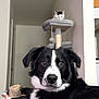 Brock is registered to the contest to win money with this photo: animal, black_and_white_cat, black_and_white_dog, cat, cat_tree, companion, cozy, curious, cute, dog, domestic, furniture, home, indoor, looking_at_camera, pet, playful, relaxed, resting, toy