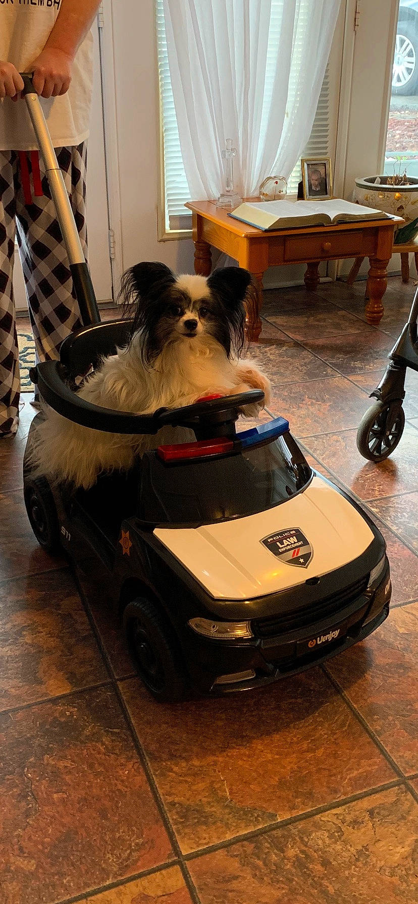 Francesca is registered to the contest to win money with this photo: alloy_wheel, auto_part, automotive_design, automotive_exterior, automotive_lighting, automotive_tire, automotive_wheel_system, bumper, car, carnivore, companion_dog, dog, flooring, hood, motor_vehicle, rim, tire, toy_dog, vehicle, wheel