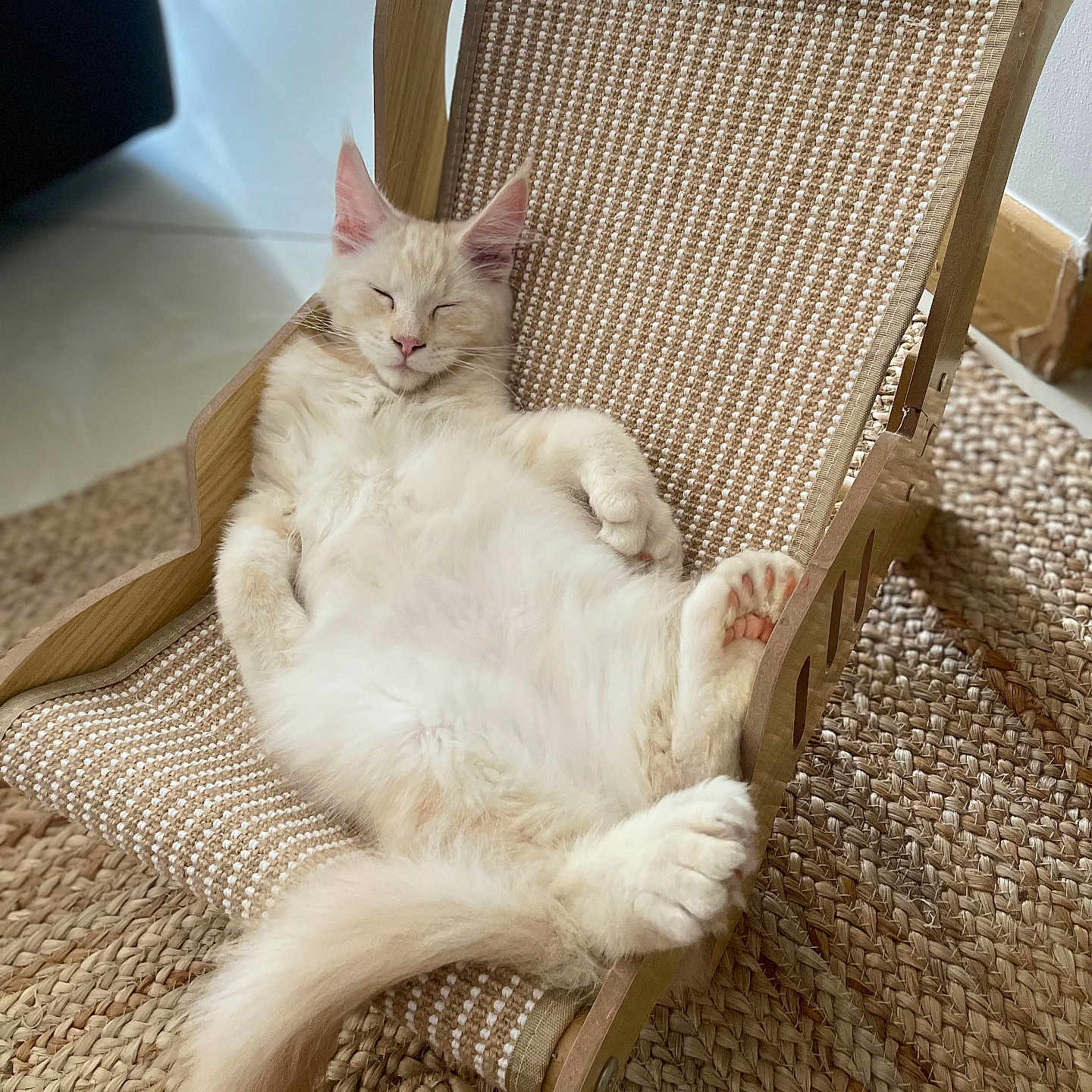 Antidote participe au concours pour gagner de l'argent avec cette photo : carpet, cat, chair, close_up, comfort, cozy, cream_color, feline, fluffy, home, indoor, natural_light, paw, pet, relaxed, resting, sleeping, tail, wooden_frame, woven_fabric