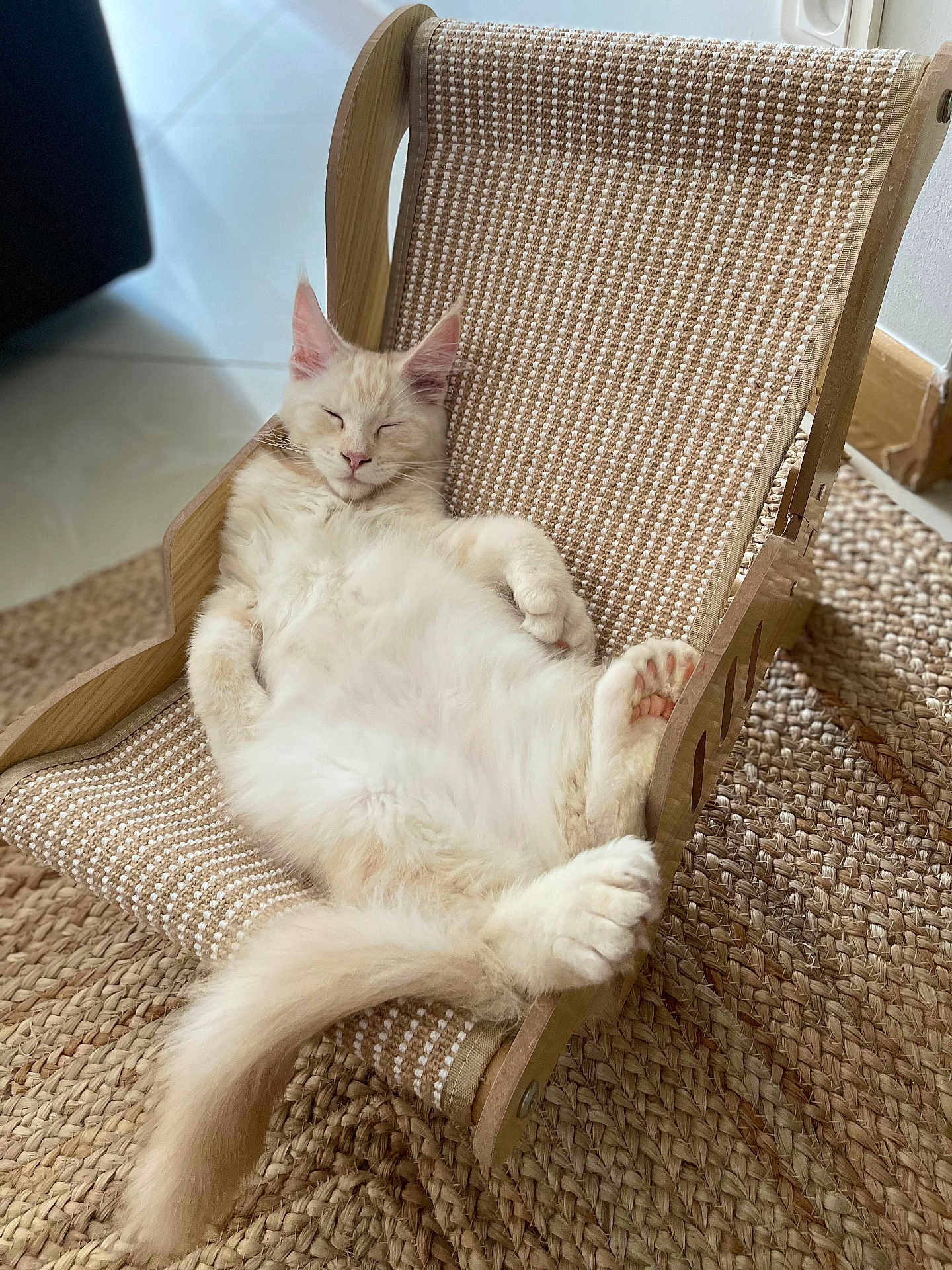 Antidote participe au concours pour gagner de l'argent avec cette photo : carpet, cat, chair, close_up, comfort, cozy, cream_color, feline, fluffy, home, indoor, natural_light, paw, pet, relaxed, resting, sleeping, tail, wooden_frame, woven_fabric