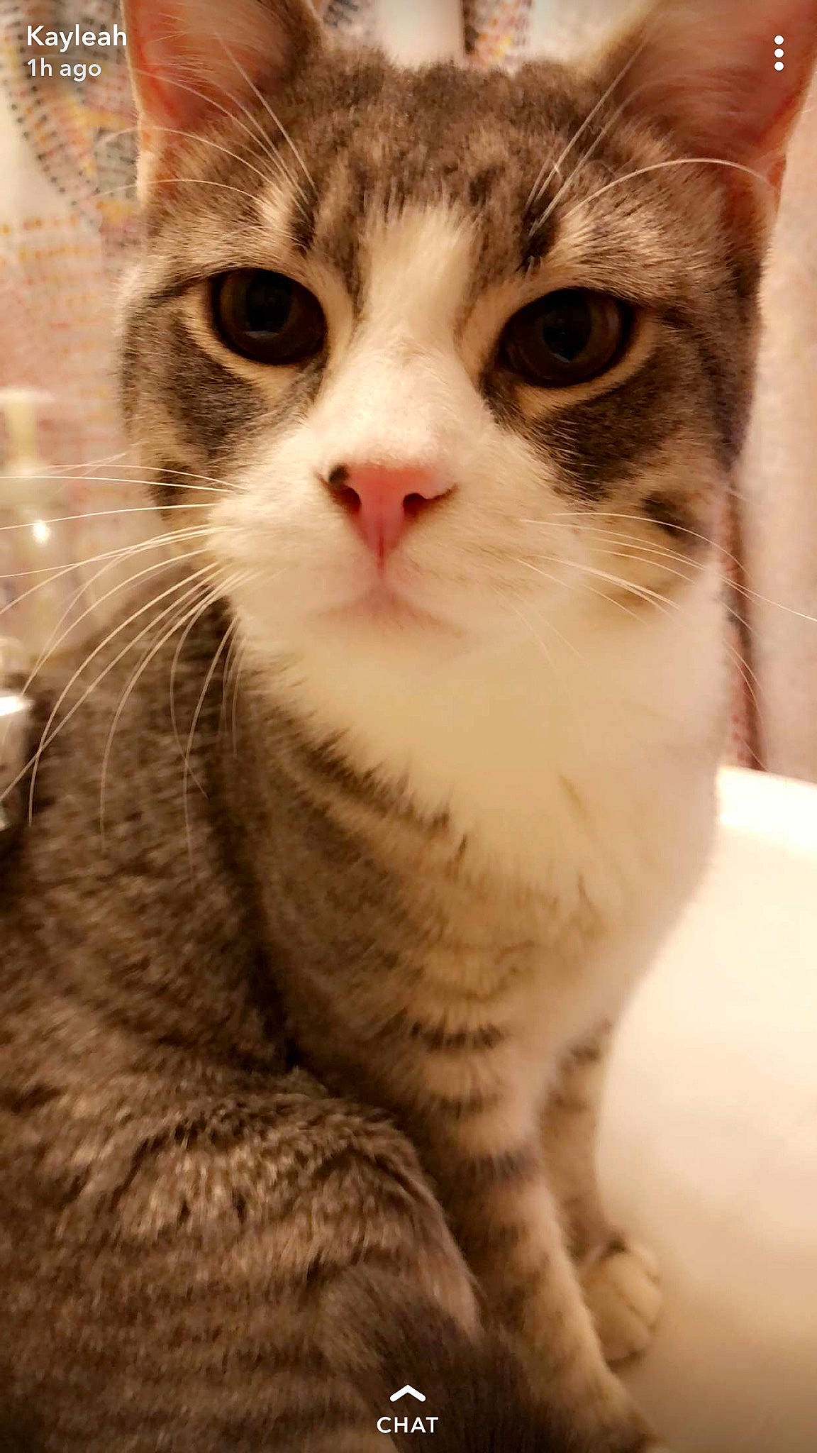 Jeffrey joined the competition — help win amazing prizes! aegean_cat, american_wirehair, arabian_mau, asian, australian_mist, carnivore, cat, domestic_short_haired_cat, european_shorthair, eye, felidae, fur, kitten, mammal, nose, singapura, small_to_medium_sized_cats, snout, tabby_cat, whiskers