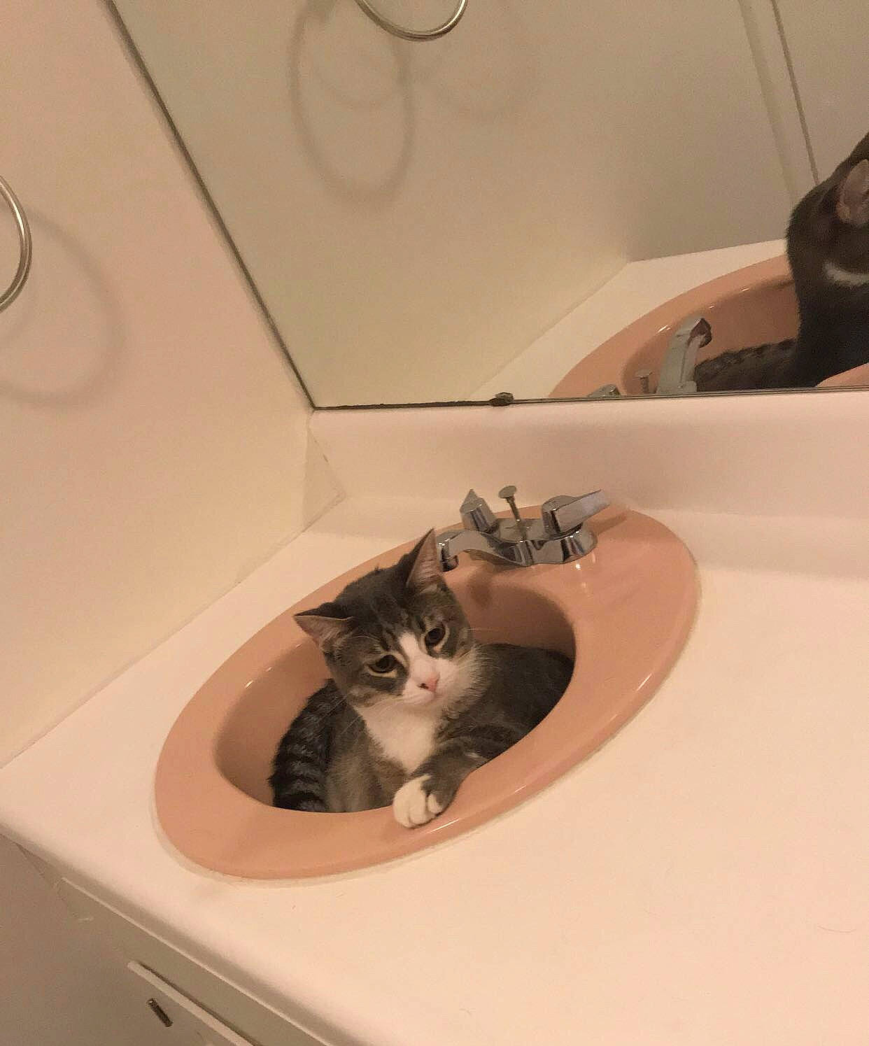 Jeffrey joined the competition — help win amazing prizes! bathing, bathroom, bathtub, carnivore, cat, domestic_short_haired_cat, european_shorthair, fawn, felidae, kitten, norwegian_forest_cat, plumbing_fixture, room, sink, small_to_medium_sized_cats, washing, whiskers