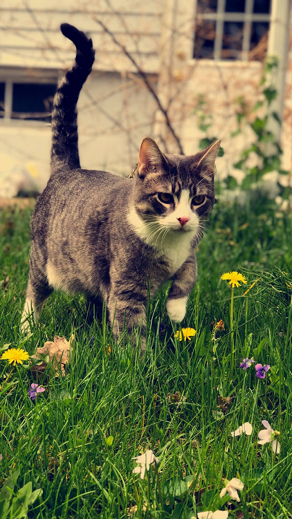 Jeffrey is registered to the contest to win money with this photo: aegean_cat, american_wirehair, carnivore, cat, domestic_short_haired_cat, european_shorthair, felidae, flower, grass, kitten, lawn, pixie_bob, plant, small_to_medium_sized_cats, spring, tabby_cat, tail, tree, whiskers, wild_cat