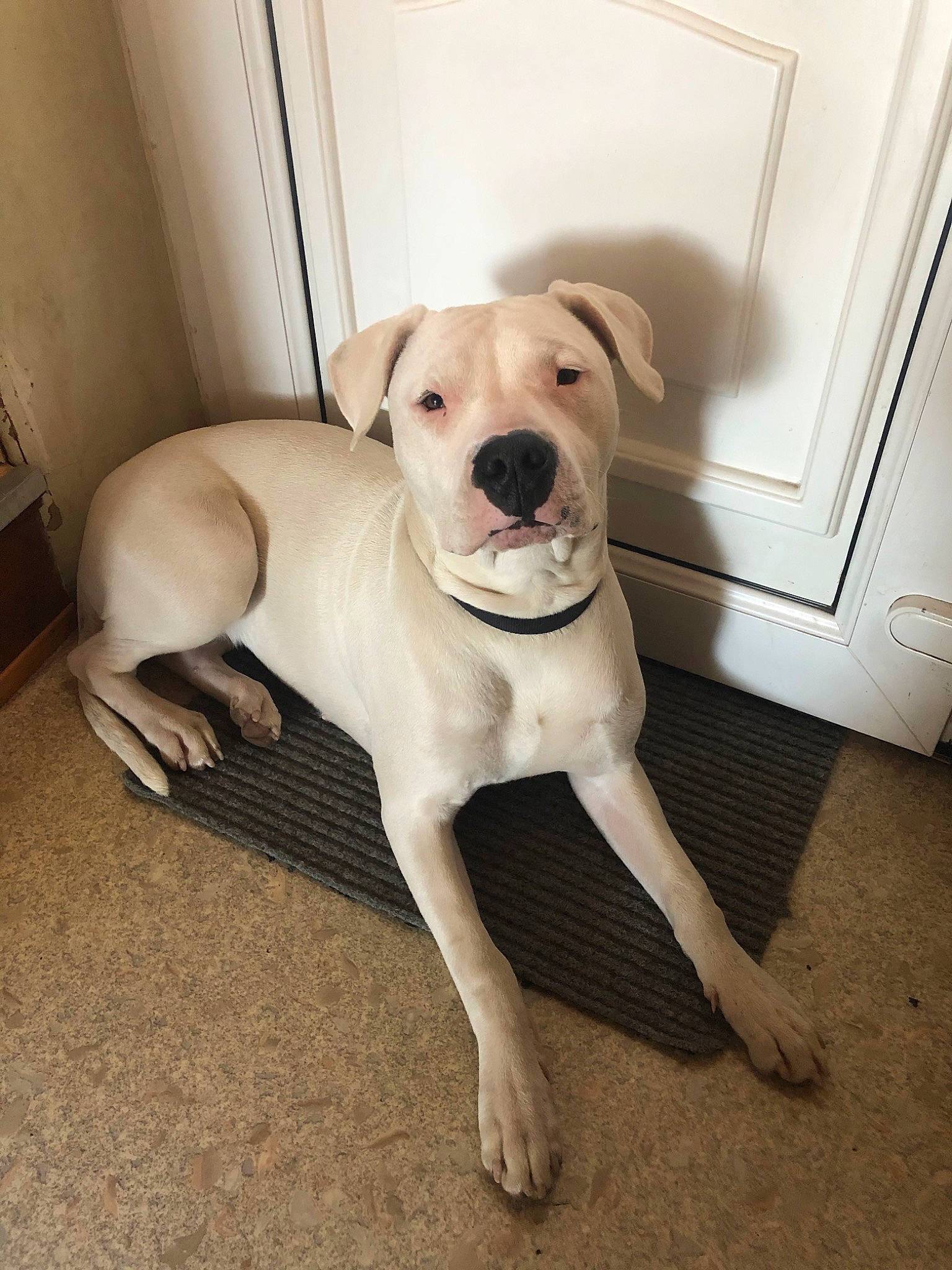 Lutèce participe au concours pour gagner de l'argent avec cette photo : american_bulldog, american_pit_bull_terrier, canidae, carnivore, catahoula_bulldog, companion_dog, dog, dog_breed, dogo_argentino, dogo_guatemalteco, fawn, mammal, non_sporting_group, pit_bull, rare_breed_dog, snout, sporting_group, tail, valley_bulldog, vertebrate