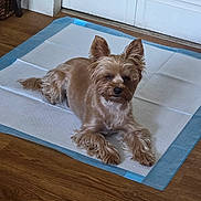 Lucky joined the competition — help win amazing prizes! dog, small_dog, puppy, pet, animal, lying_down, sitting, scruffy, fur, brown_fur, floppy_ears, upright_ears, black_nose, indoors, wooden_floor, training_pad, white_shutters, home, portrait, cute