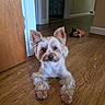Lucky is registered to the contest to win money with this photo: animal, brown_and_white, cute, dog, doorway, ears, fluffy, fur, hallway, hardwood_floor, home, indoor, looking_at_camera, pet, plush_toy, portrait, sitting, small_dog, wooden_door, yorkshire_terrier
