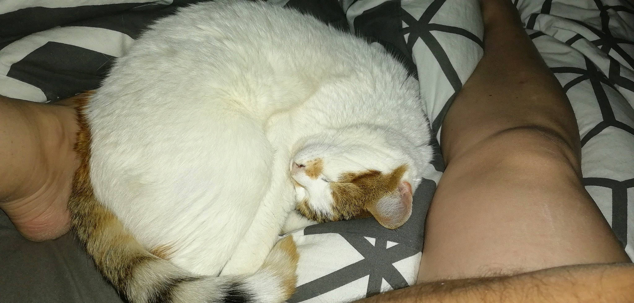 Nana a rejoint le concours — aidez-le/la à gagner de superbes lots ! carnivore, cat, felidae, fur, nap, small_to_medium_sized_cats, tail, turkish_van, whiskers