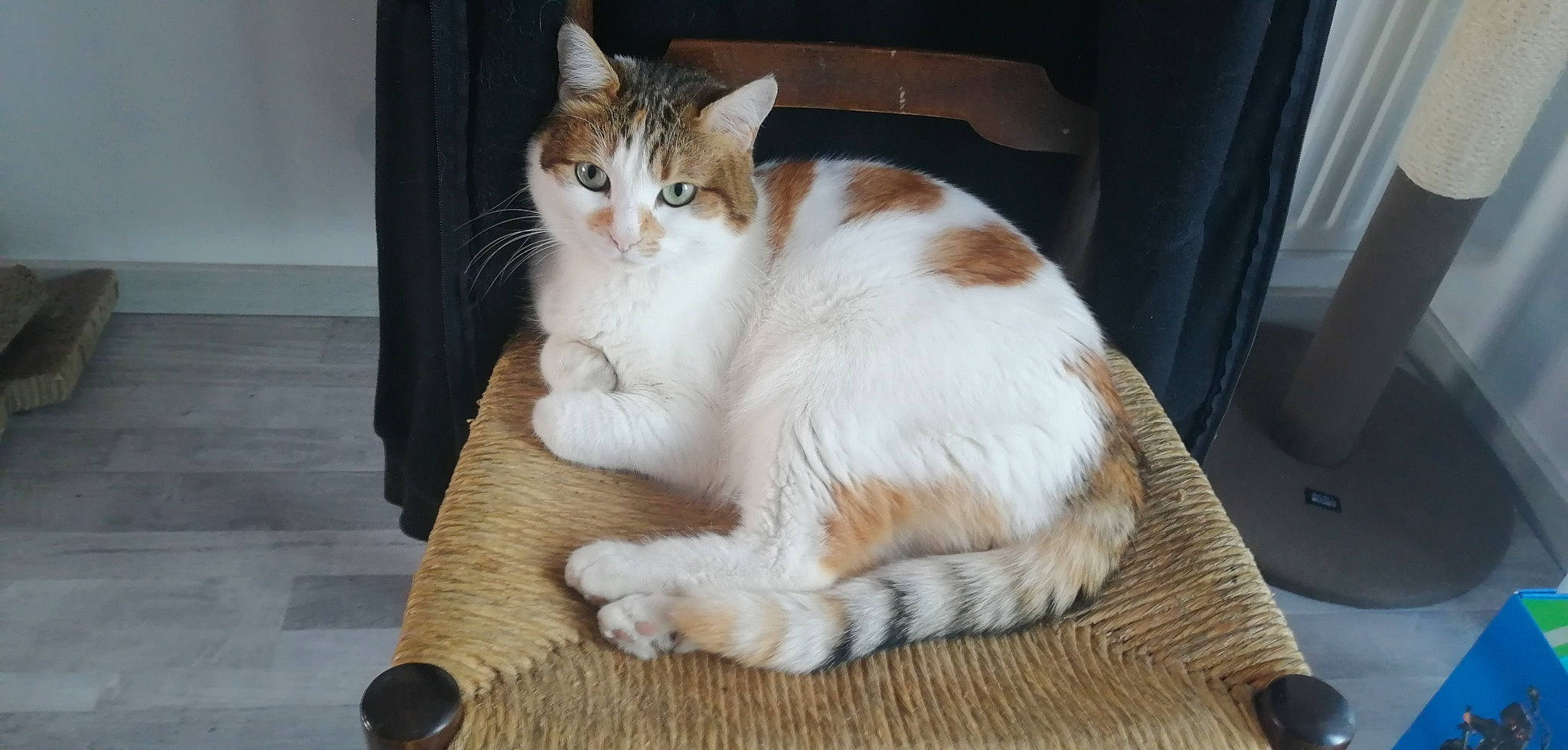 Nana participe au concours pour gagner de l'argent avec cette photo : aegean_cat, american_wirehair, arabian_mau, asian, carnivore, cat, domestic_short_haired_cat, european_shorthair, fawn, felidae, fur, kitten, mammal, paw, polydactyl_cat, small_to_medium_sized_cats, tabby_cat, tail, whiskers