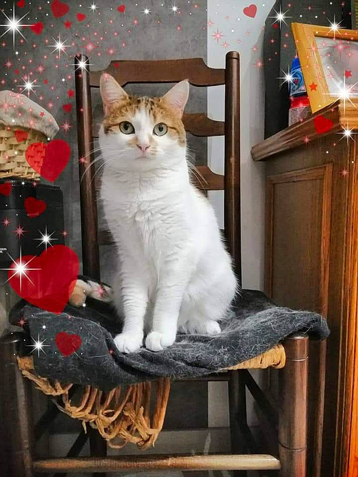 Nana participe au concours pour gagner de l'argent avec cette photo : aegean_cat, american_wirehair, asian, carnivore, cat, domestic_short_haired_cat, european_shorthair, felidae, kitten, polydactyl_cat, small_to_medium_sized_cats, turkish_van, whiskers