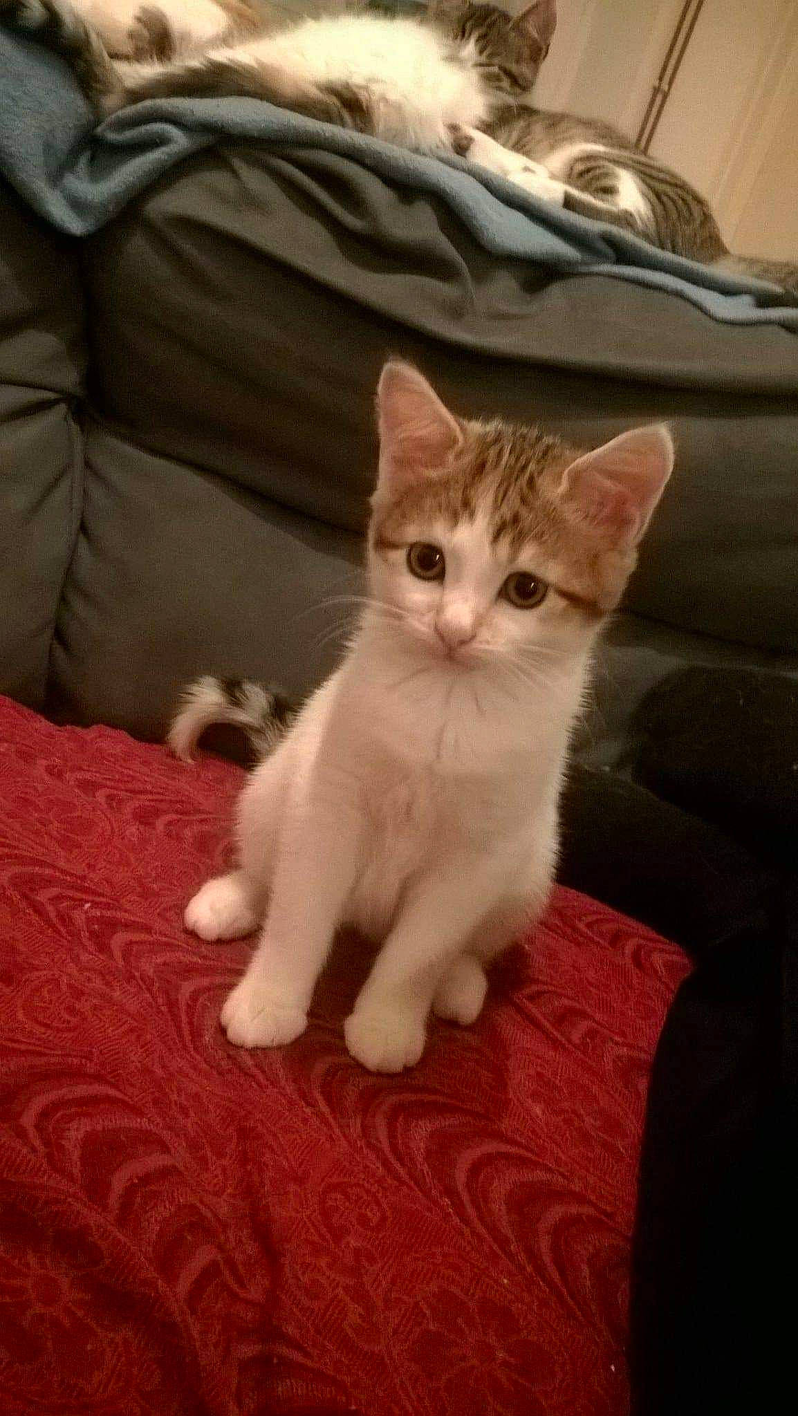 Nana participe au concours pour gagner de l'argent avec cette photo : aegean_cat, american_wirehair, asian, burmilla, carnivore, cat, domestic_short_haired_cat, european_shorthair, fawn, felidae, kitten, mammal, munchkin, ojos_azules, polydactyl_cat, small_to_medium_sized_cats, turkish_angora, turkish_van, vertebrate, whiskers