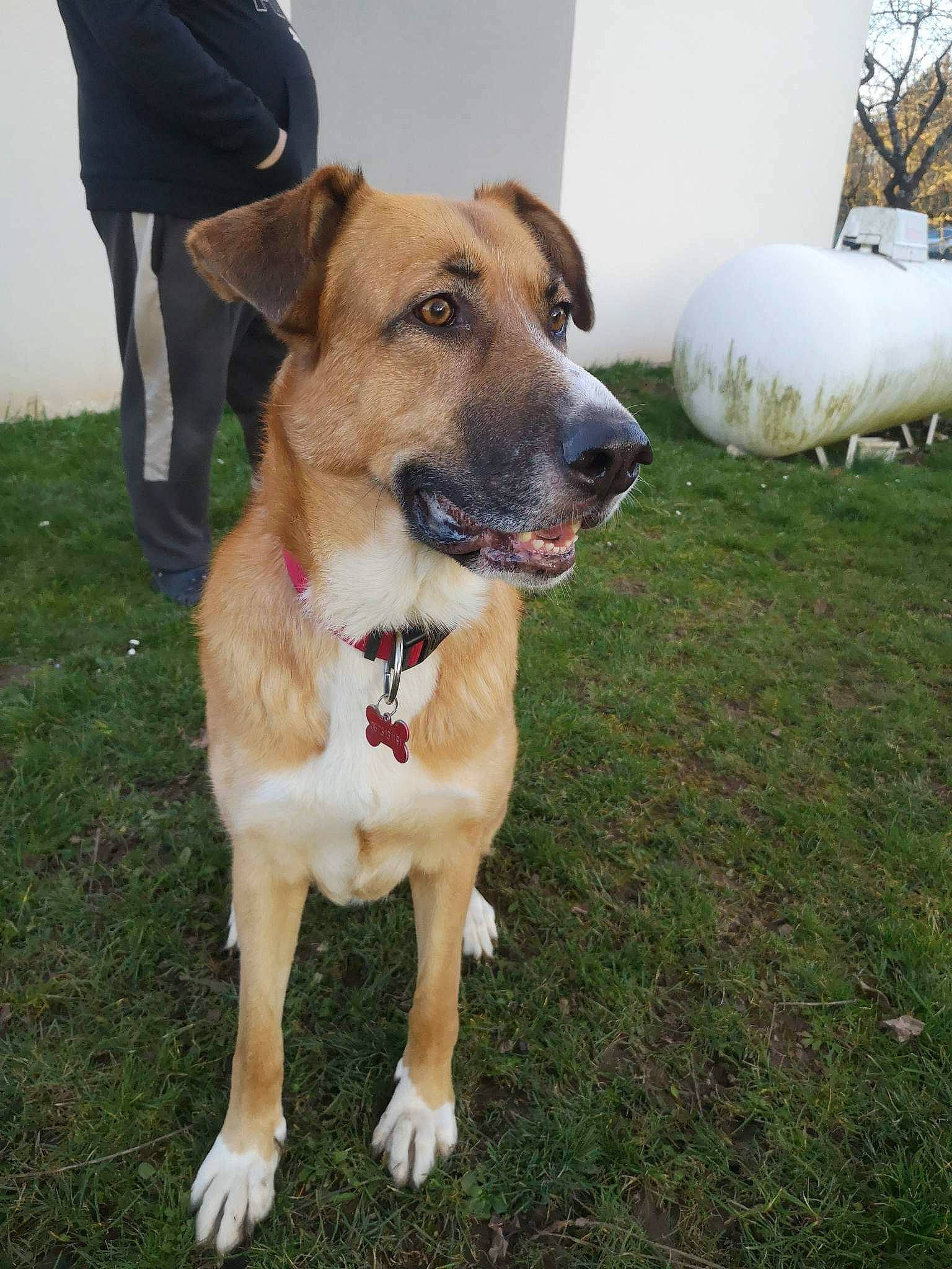 Sali a rejoint le concours — aidez-le/la à gagner de superbes lots ! ancient_dog_breeds, carnivore, collar, companion_dog, dog, dog_breed, dog_collar, grass, guard_dog, plant, tree, whiskers, working_dog