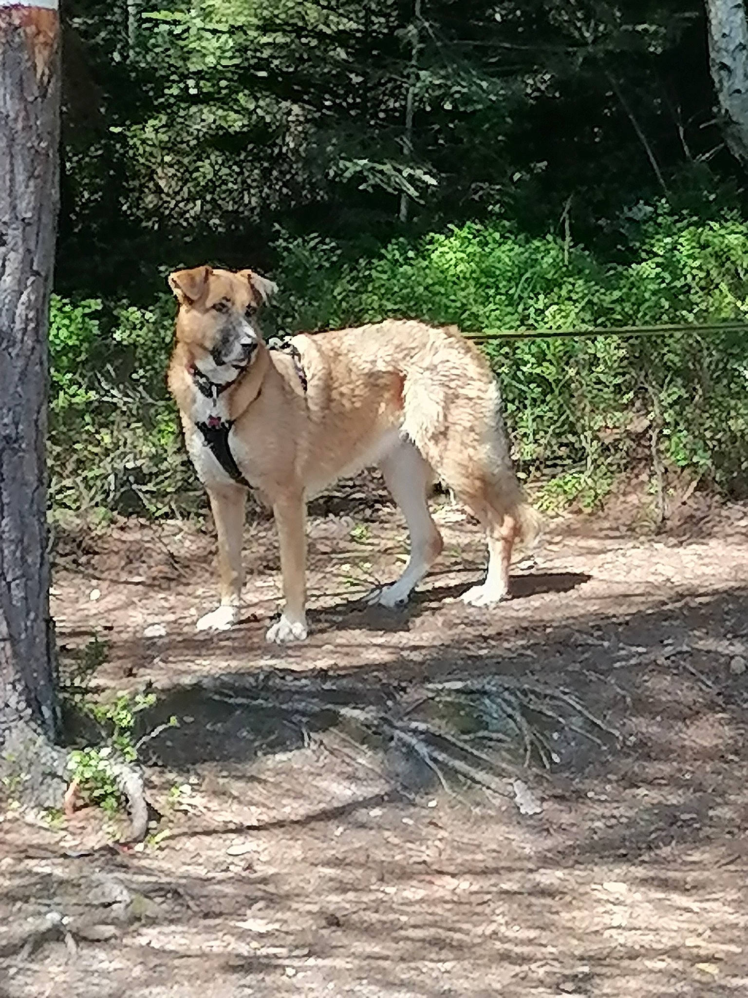 Sali a rejoint le concours — aidez-le/la à gagner de superbes lots ! canidae, carnivore, companion_dog, dog, dog_breed, fawn, felidae, grass, hunting_dog, plant, soil, sporting_group, tail, terrestrial_animal, tree, trunk, whiskers, working_animal