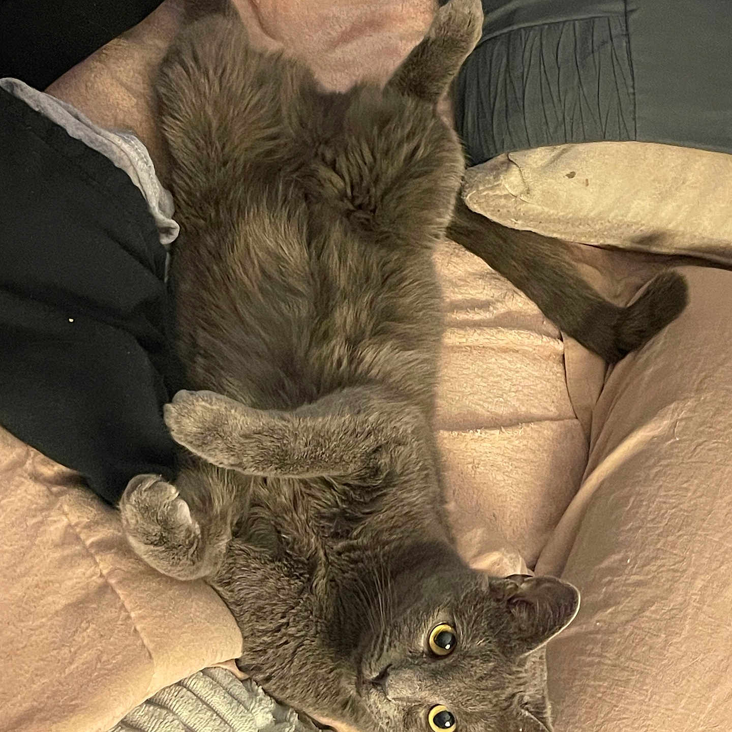 Haze joined the competition — help win amazing prizes! animal, blanket, cat, comfort, cozy, cushion, cute, fur, grey_cat, home, indoor, looking_up, lying_down, paw, pet, relaxed, resting, sleepy, soft_texture, wide_eyes