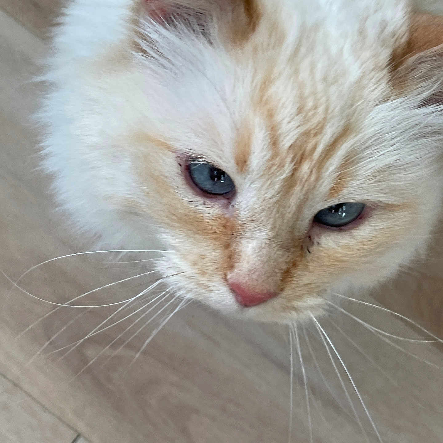 Daisy joined the competition — help win amazing prizes! cat, blue_eyes, fluffy, whiskers, close_up, cream_colored, pet, animal, feline, indoor, curious, soft_fur, portrait, looking_down, floor, domestic_cat, cute, mammal, nose, ears