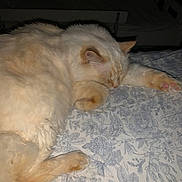 Daisy joined the competition — help win amazing prizes! cat, sleeping, fluffy, cream_color, paw, pink_paw_pads, bedspread, floral_pattern, indoor, cozy, nighttime, feline, resting, animal, pet, cute, soft, relaxed, fur, stretching