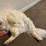 Daisy joined the competition — help win amazing prizes! cat, fluffy, cream_colored, carpet, indoor, relaxed, hand, person, wristband, pet, animal, cute, feline, lying_down, soft_fur, domestic_animal, resting, cozy, companion, paw
