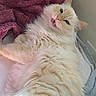 Daisy is registered to the contest to win money with this photo: cat, fluffy, cream_colored, pet, indoor, bed, blanket, relaxed, cute, feline, whiskers, ears, fur, animal, cozy, soft, home, resting, comfort, cute_pet