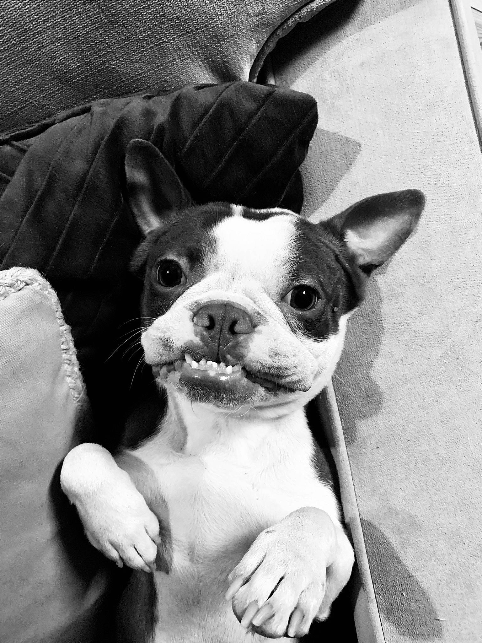 Emmett joined the competition — help win amazing prizes! black, black_and_white, boston_terrier, carnivore, companion_dog, dog, dog_breed, ear, eye, fawn, head, human_body, monochrome_photography, snout, sporting_group, style, toy_dog, whiskers, white, working_animal