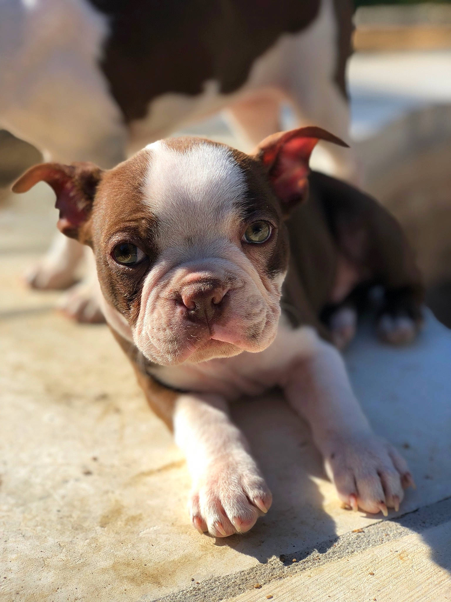 Emmett is registered to the contest to win money with this photo: bulldog, canidae, carnivore, companion_dog, dog, dog_breed, fawn, non_sporting_group, puppy, snout, sporting_group, terrestrial_animal, toy_dog, working_animal, wrinkle