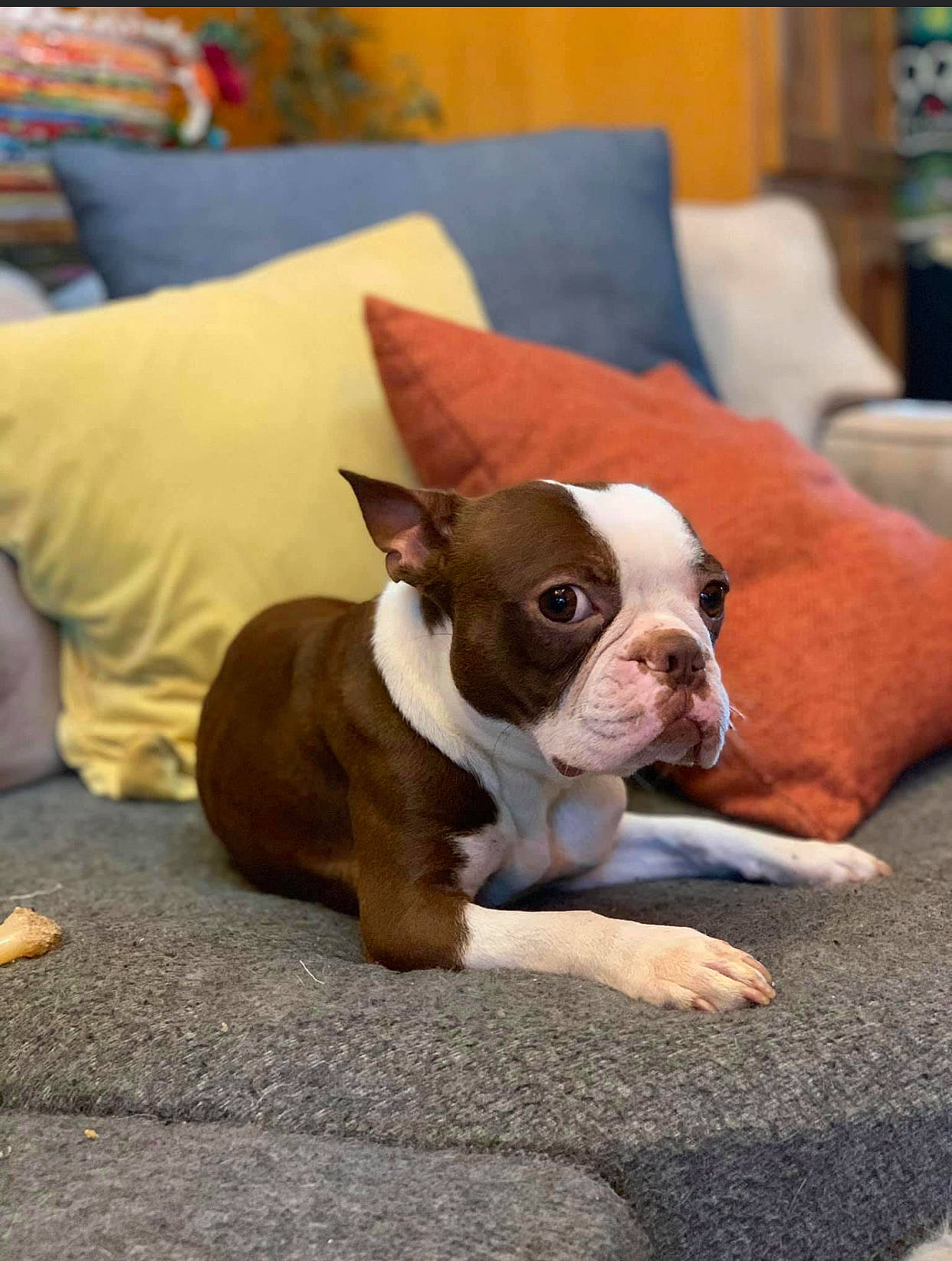 Emmett joined the competition — help win amazing prizes! boston_terrier, bulldog, canidae, carnivore, comfort, companion_dog, couch, dog, dog_breed, fawn, pillow, puppy, snout, sporting_group, terrestrial_animal, throw_pillow, toy_dog, whiskers, working_animal, wrinkle