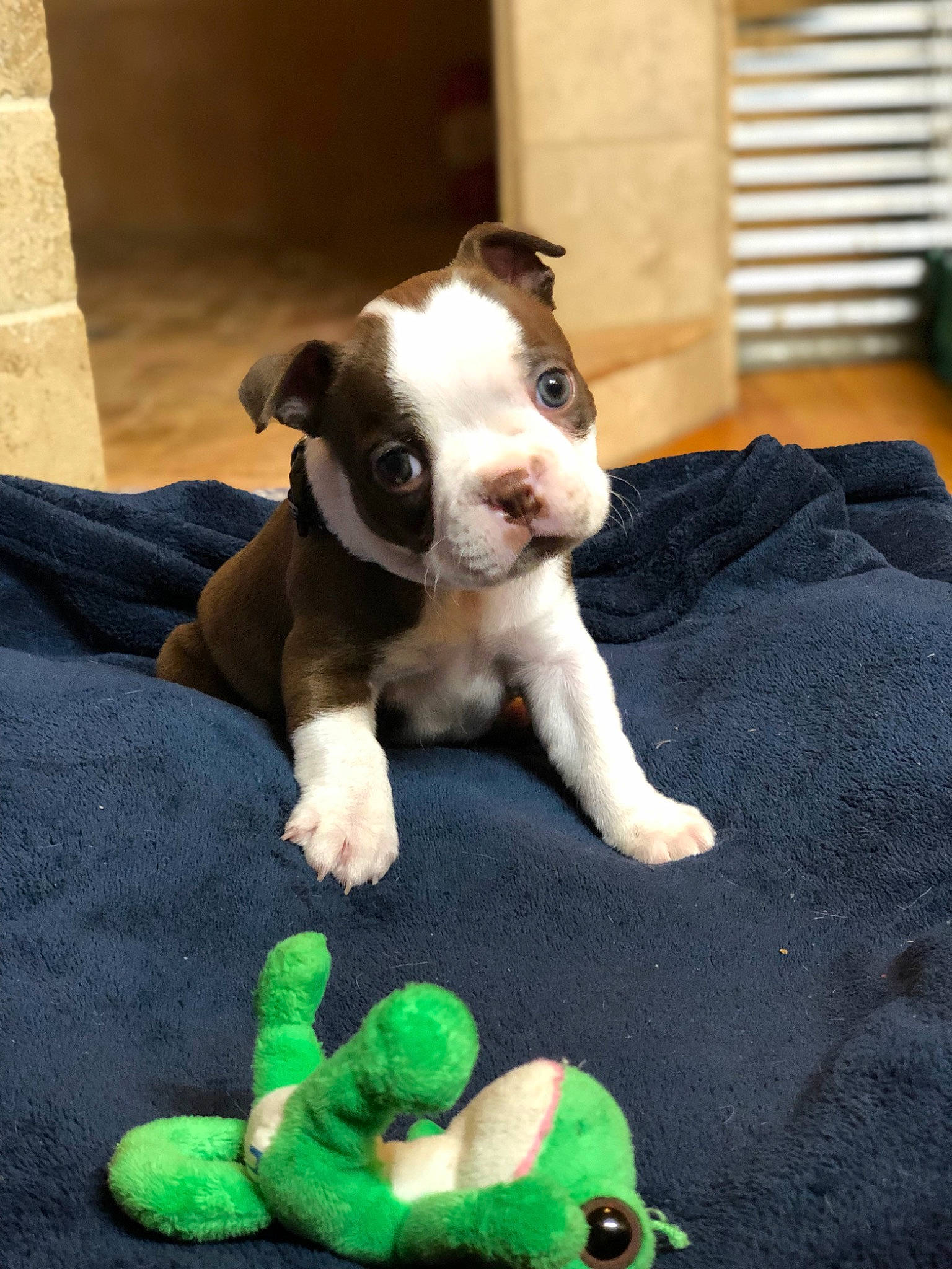 Emmett joined the competition — help win amazing prizes! boston_terrier, bulldog, canidae, carnivore, comfort, companion_dog, dog, dog_breed, fawn, fur, grass, plush, snout, sporting_group, stuffed_toy, tail, toy, toy_dog, whiskers, working_animal