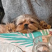 Noisette a rejoint le concours — aidez-le/la à gagner de superbes lots ! dog, small_dog, fluffy, brown_fur, sleepy, lying_down, pet, animal, portrait, close_up, indoors, blanket, textile, couch, cozy, home, glass, patterned_fabric, relaxed, cute