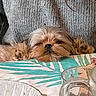 dog, small_dog, fluffy, brown_fur, sleepy, lying_down, pet, animal, portrait, close_up, indoors, blanket, textile, couch, cozy, home, glass, patterned_fabric, relaxed, cute