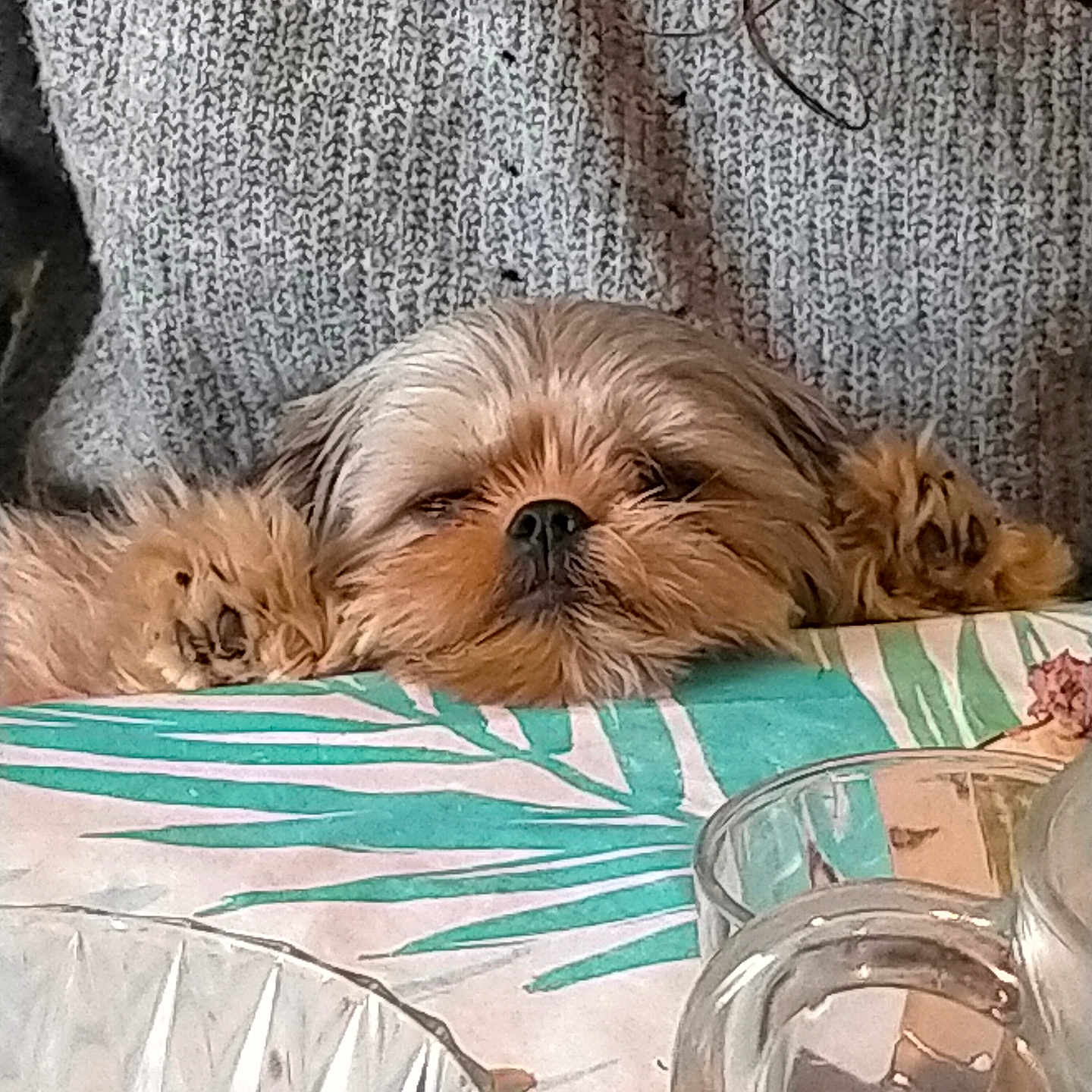 Noisette a rejoint le concours — aidez-le/la à gagner de superbes lots ! dog, small_dog, fluffy, brown_fur, sleepy, lying_down, pet, animal, portrait, close_up, indoors, blanket, textile, couch, cozy, home, glass, patterned_fabric, relaxed, cute