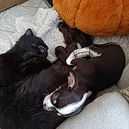 Romy a rejoint le concours — aidez-le/la à gagner de superbes lots ! cat, dog, sleeping, curled_up, pets, animal, black_cat, small_dog, brown_and_white, cozy, blanket, cuddling, nap, indoors, couch, plush_toy, orange, relaxed, fur, companionship