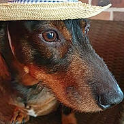 Gus participe au concours pour gagner de l'argent avec cette photo : dog, straw_hat, wicker_chair, brick_wall, pet, animal, portrait, brown_fur, looking_away, close_up, indoors, cute, domestic_animal, calm, hat, sitting, side_view, face, snout, ears