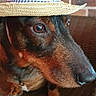animal, brick_wall, brown_fur, calm, close_up, cute, dog, domestic_animal, ears, face, hat, indoors, looking_away, pet, portrait, side_view, sitting, snout, straw_hat, wicker_chair