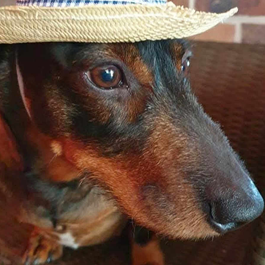 Gus