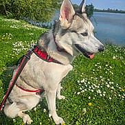 Ruby a rejoint le concours — aidez-le/la à gagner de superbes lots ! animal, canine, daisies, daytime, dog, flowers, grass, greenery, happy, harness, husky, lake, leash, nature, outdoor, pet, portrait, sitting, sky, sunny