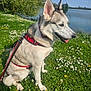 animal, canine, daisies, daytime, dog, flowers, grass, greenery, happy, harness, husky, lake, leash, nature, outdoor, pet, portrait, sitting, sky, sunny