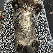 Aïko a rejoint le concours — aidez-le/la à gagner de superbes lots ! kitten, cat, feline, pet, animal, fluffy, paws, blue_eyes, patterned_fabric, black_and_white, lying_down, cute, young, fur, whiskers, indoor, close_up, relaxed, small, adorable